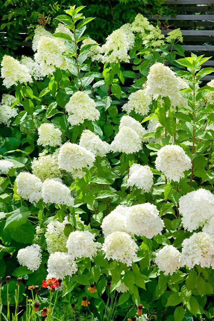 Pflanzen für Dich Gehölze Hydrangea arborescens Grandiflora, 1 St., Waldhortensie, Schneeballhortensie