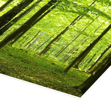 Posterlounge Poster Editors Choice, Sonnenlicht im grünen Wald, Fotografie