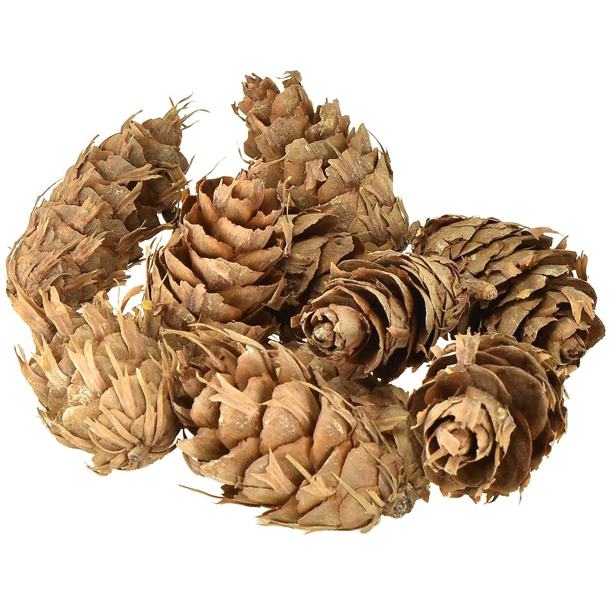 Trockenblume Douglas Zapfen 1,3kg - Naturdeko, Basteln, Herbstdeko, Weihnachtsdeko, Viana, Höhe 8 cm