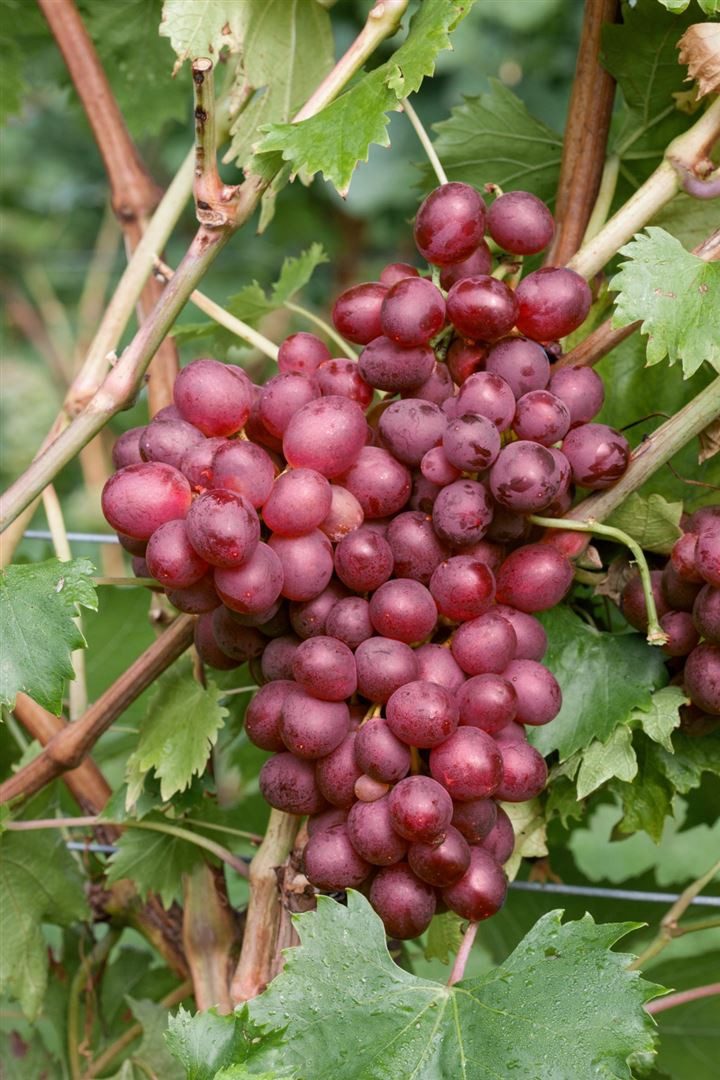 Pflanzen für Dich Obstpflanze Vitis vinifera Vanessa, 1 St., Tafeltraube, Weinrebe, kernlos, süßaromatisch