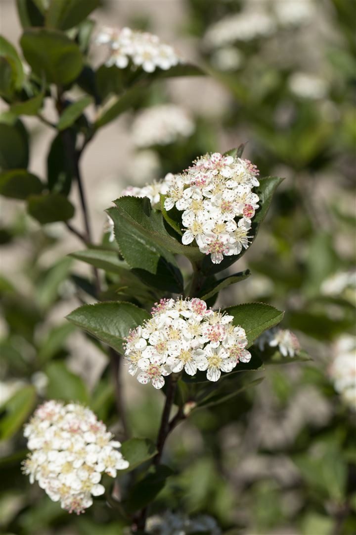 Pflanzen für Dich Gehölze Aronia melanocarpa Hugin, 1 St., Schwarze Apfelbeere, Aronia, Aroniabeere