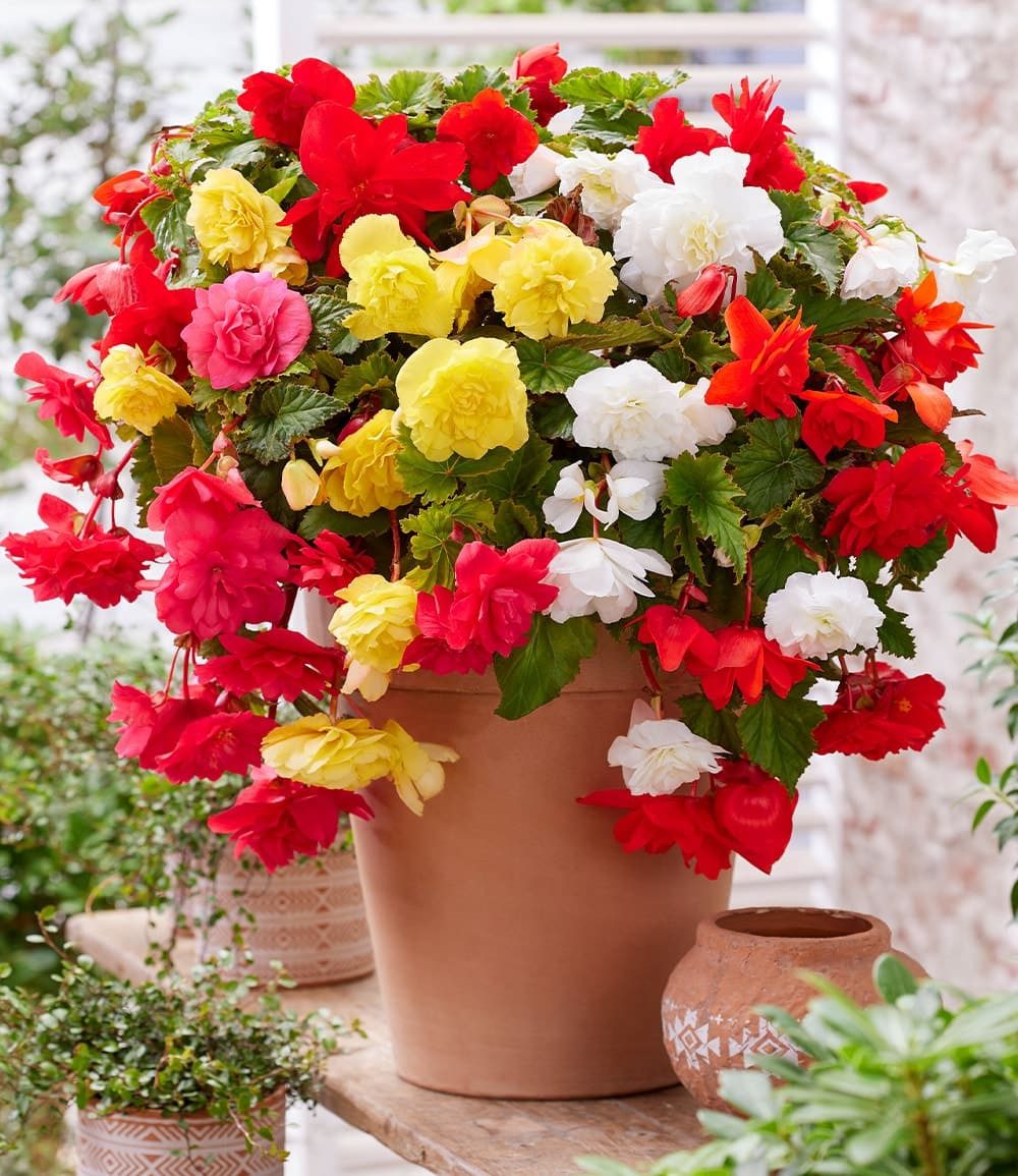 BALDUR Garten Blumenzwiebeln Hängebegonie 'Glamour-Mix', Sommerblüher, pflegeleicht, kübelgeeignet