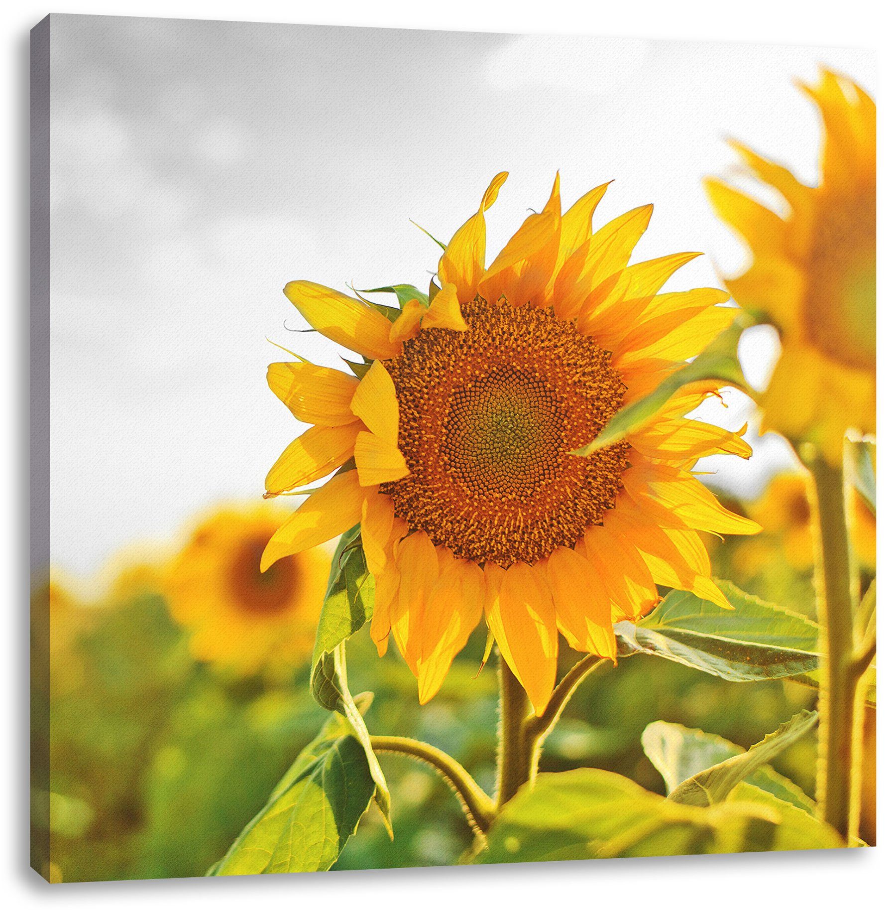 St), Pixxprint Zackenaufhänger Leinwandbild bespannt, Nahaufnahme Sonnenblume inkl. Nahaufnahme einer Leinwandbild einer (1 fertig Sonnenblume,
