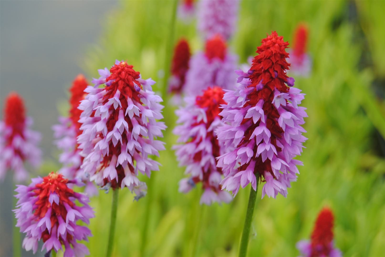Pflanzen für Dich Staude Primula vialii, 1 St., Orchideen-Primel, Vial-Primel – Bild 3 von 5