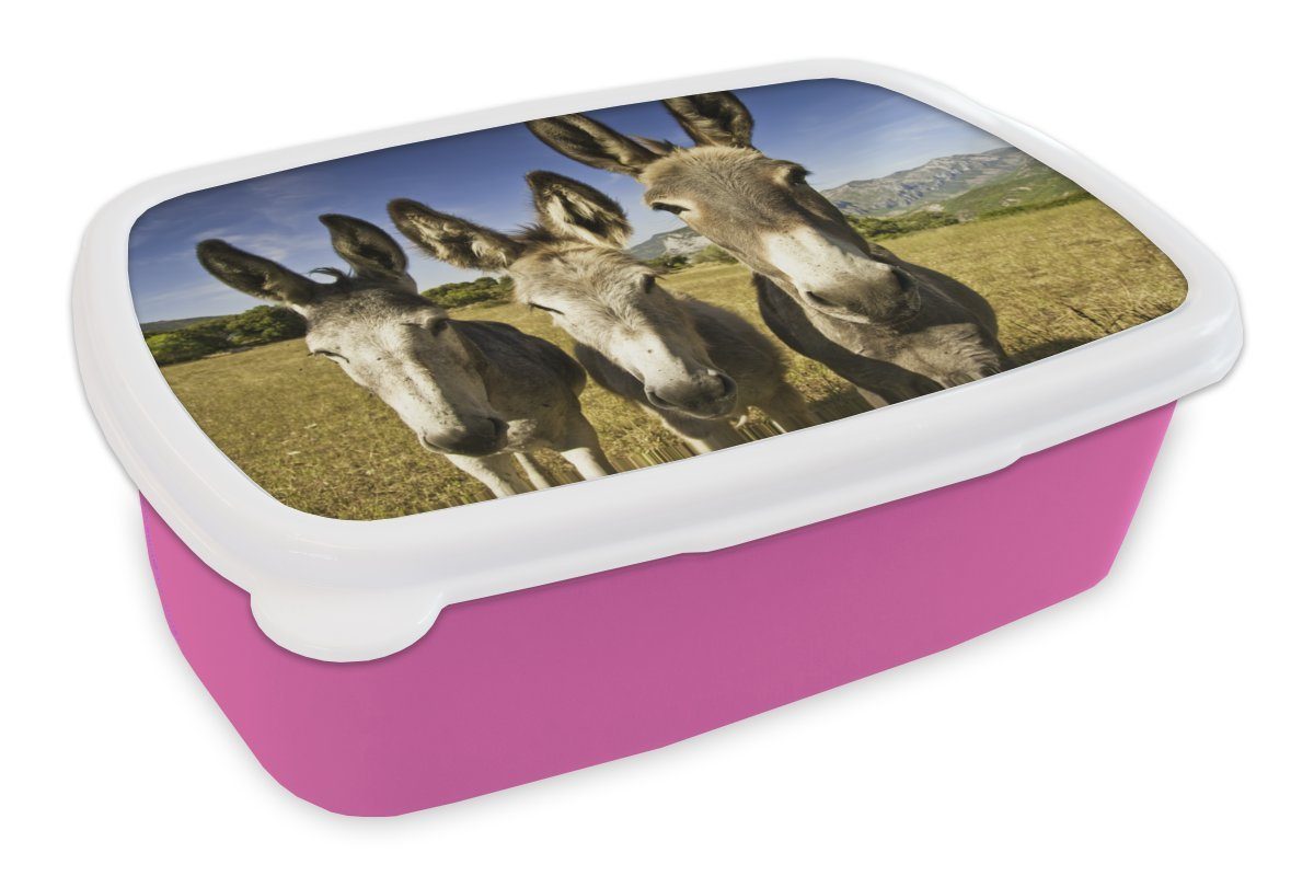 MuchoWow Lunchbox Drei Esel auf einer Wiese, Kunststoff, (2-tlg), Brotbox für Erwachsene, Brotdose Kinder, Snackbox, Mädchen, Kunststoff rosa