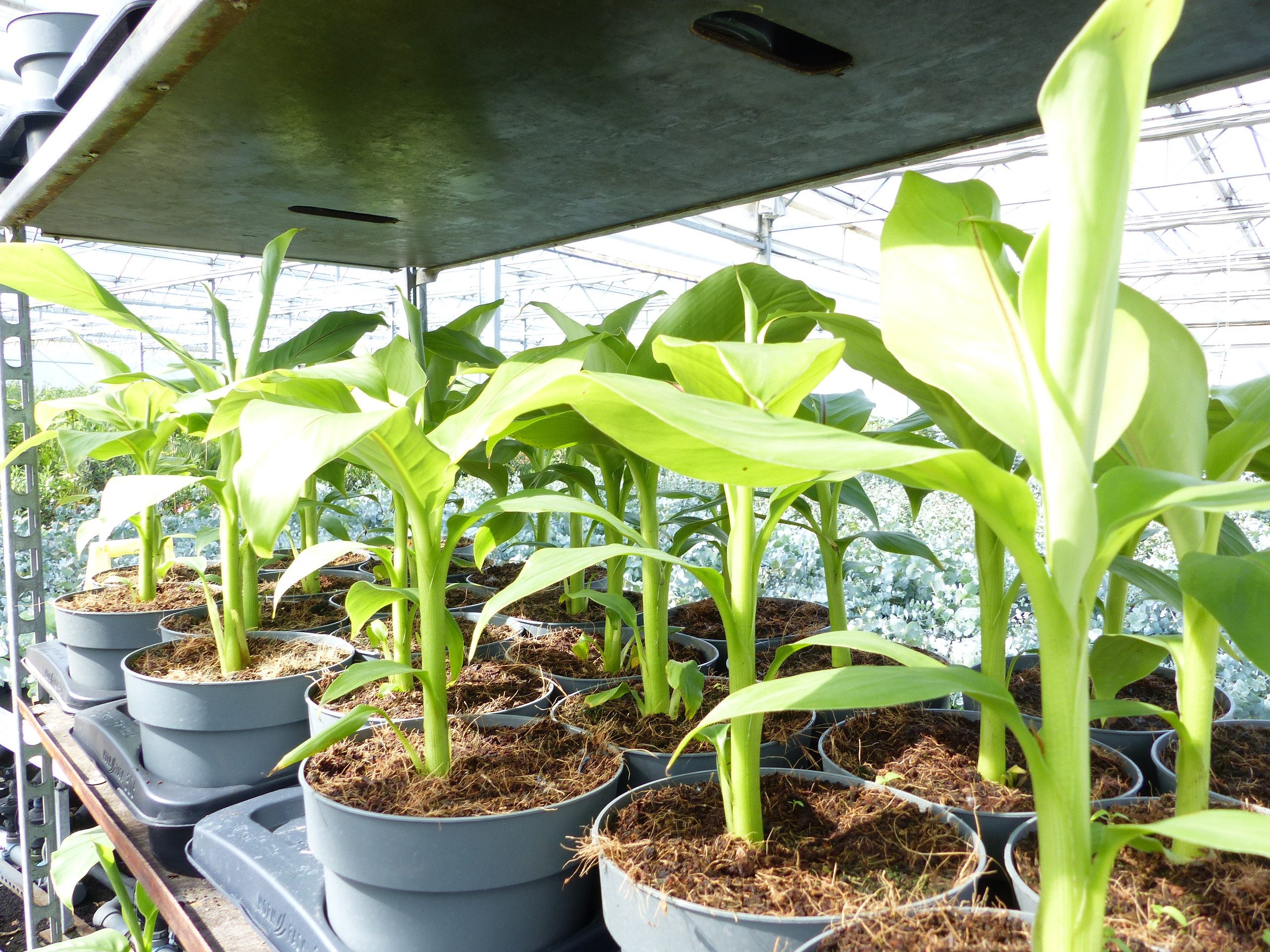 gruenwaren jakubik Bananenbaum Bananenstaude Musa Basjoo 60 - 80 cm winterh günstig online kaufen