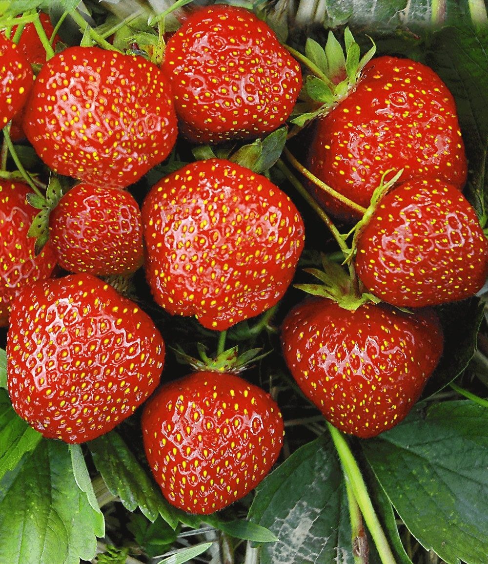 BALDUR Garten Obstpflanze Erdbeere Hummi´s® 'Sengana® Selektion', 6 St., Selbstbefruchtend,winterhart, mehrjährig, pflegeleicht
