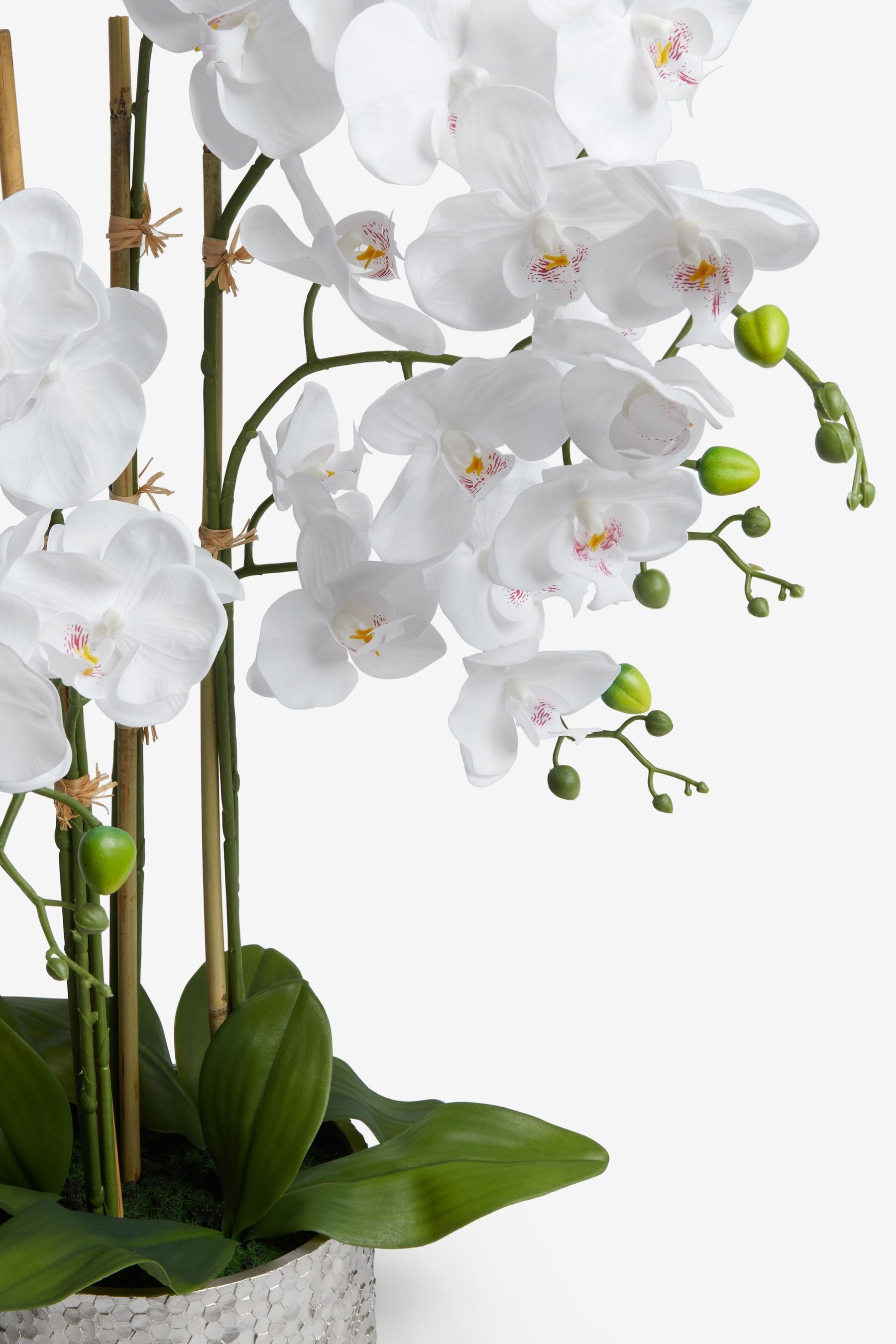 Knstliche Orchidee Wei 50 Cm  Wie Echt Handgefertigt In Portugal Mit  Keramiktopf, Bambus & Moos  Pflegeleichte Kunstpflanze Knstliche Pflanzen  Wohnzimmer