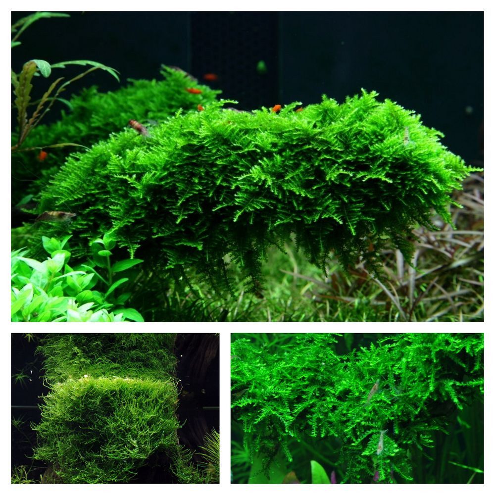 Aquaone Wasserpflanze Moos Set mit 3 Tropica in Vitro Pflanzen Aquariumpfla günstig online kaufen