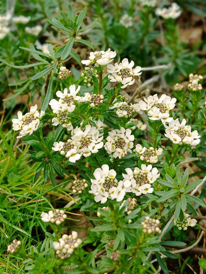 Pflanzen für Dich Staude Iberis semp. Fischbeck, 1 St., Schleifenblume, Immergrüne Schleifenblume