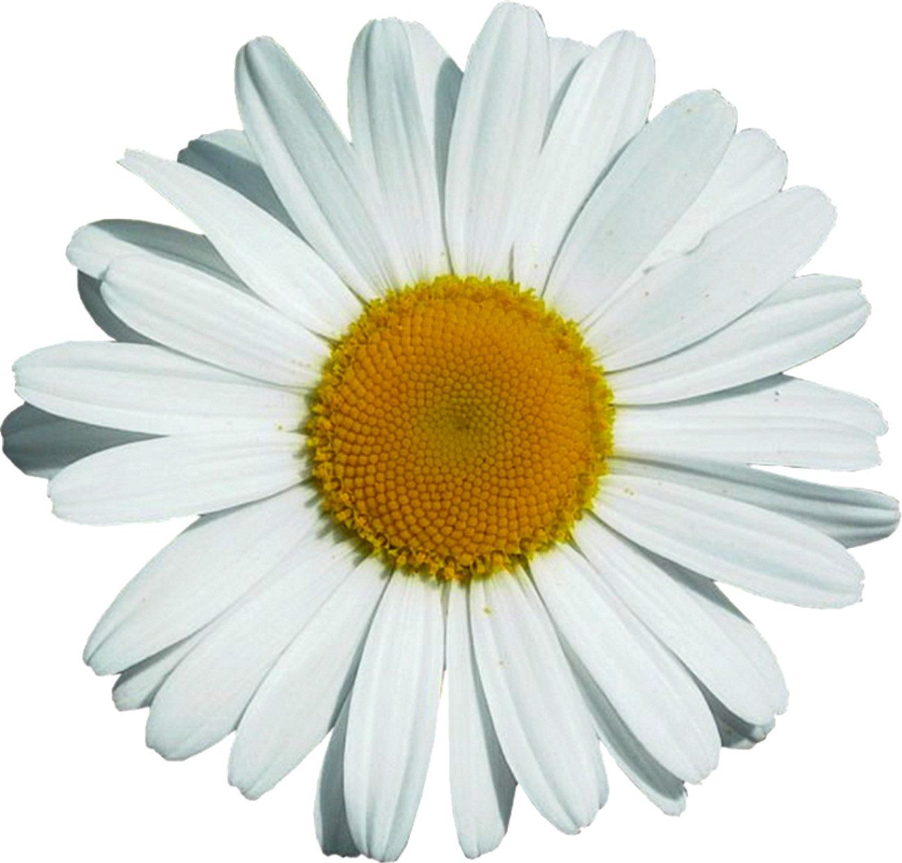 Hermann Schütz Aufkleber Aufkleber Margeritenblüte 300 x 300 mm