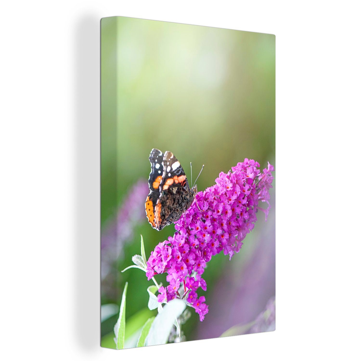 OneMillionCanvasses® Leinwandbild Nahaufnahme des Schmetterlingsstrauchs, (1 St), Leinwandbild fertig bespannt inkl. Zackenaufhänger, Gemälde, 20x30 cm