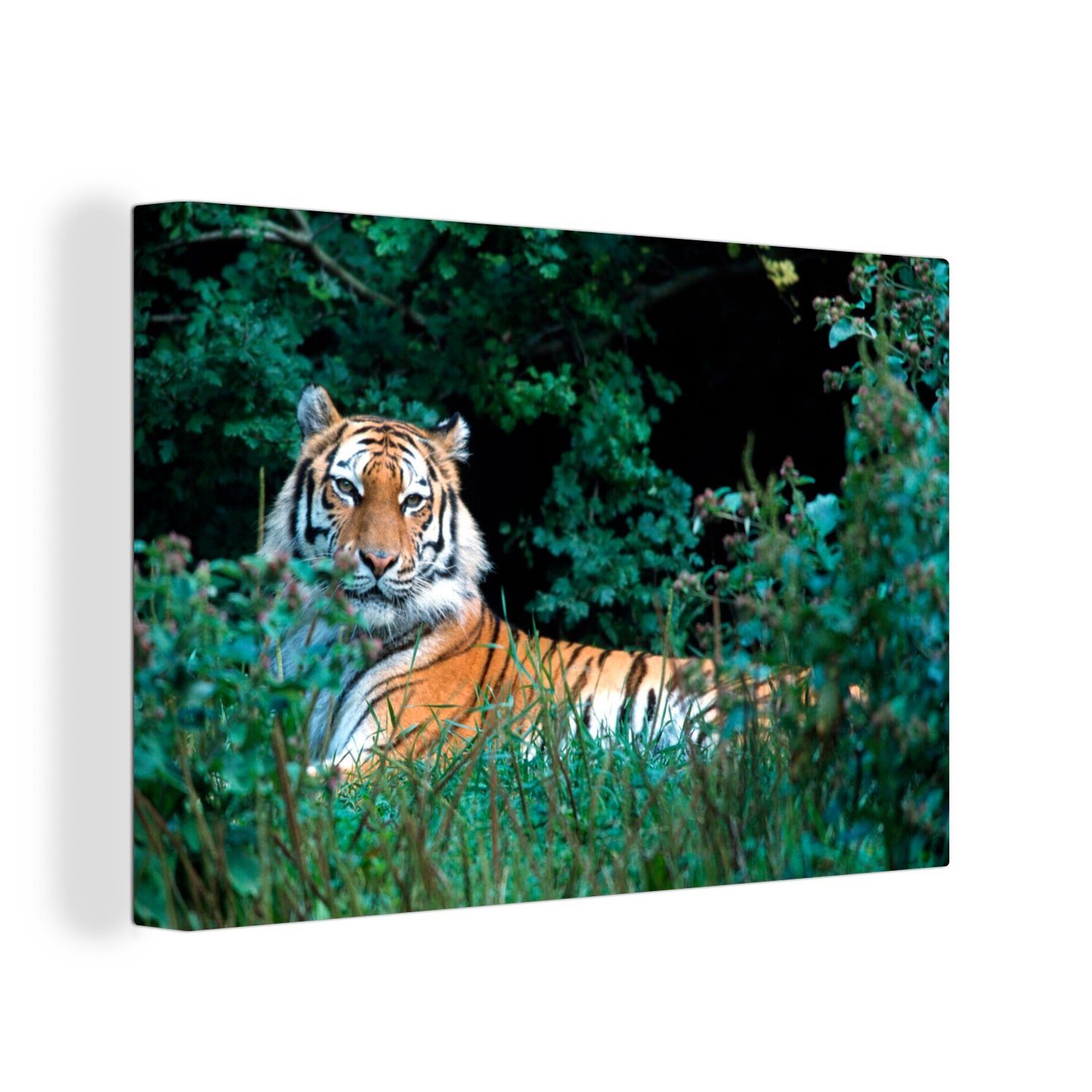 OneMillionCanvasses® Leinwandbild Tiger - Gras - Grün, (1 St), Wandbild Leinwandbilder, Aufhängefertig, Wanddeko, 30x20 cm