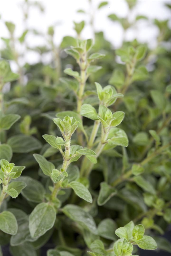 Pflanzen für Dich Staude Origanum vulgare, 1 St., Oregano, Wilder Majoran, Echter Dost