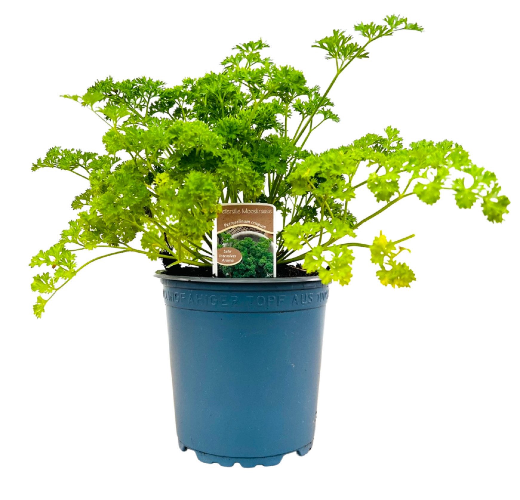 Pflanzen für Dich Staude Petroselinum crispum, 1 St., Petersilie, Gartenpet günstig online kaufen