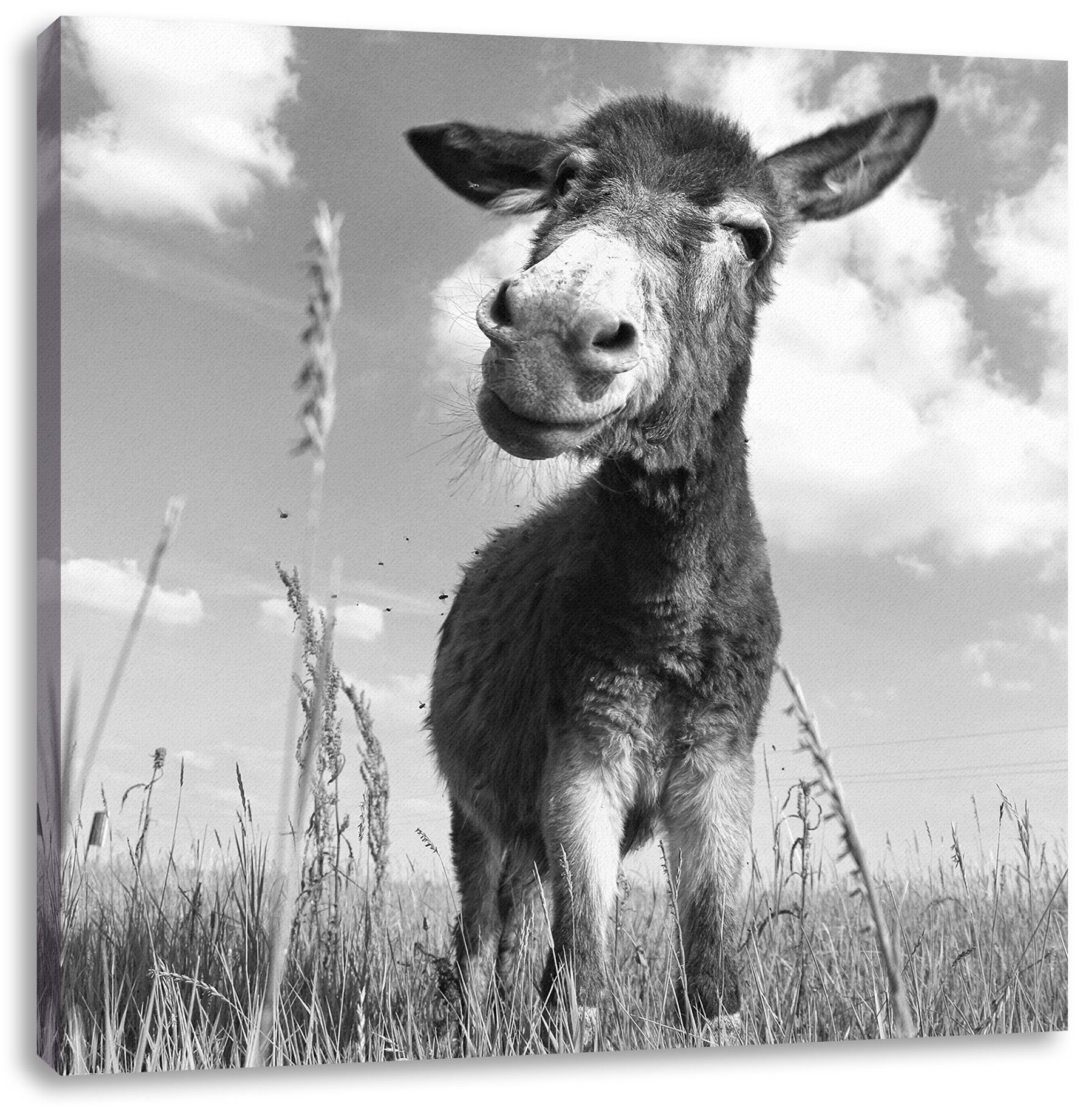 Leinwandbild Esel Feld, Zackenaufhänger inkl. Leinwandbild im fertig Feld im bespannt, Pixxprint (1 Esel St),