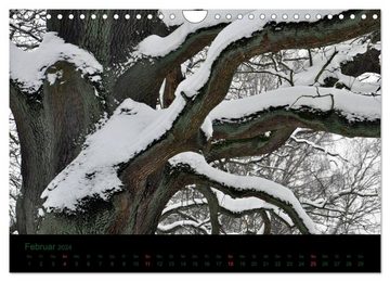 CALVENDO Wandkalender Baumgeflüster (Wandkalender 2024 DIN A4 quer), CALVENDO Monatskalender