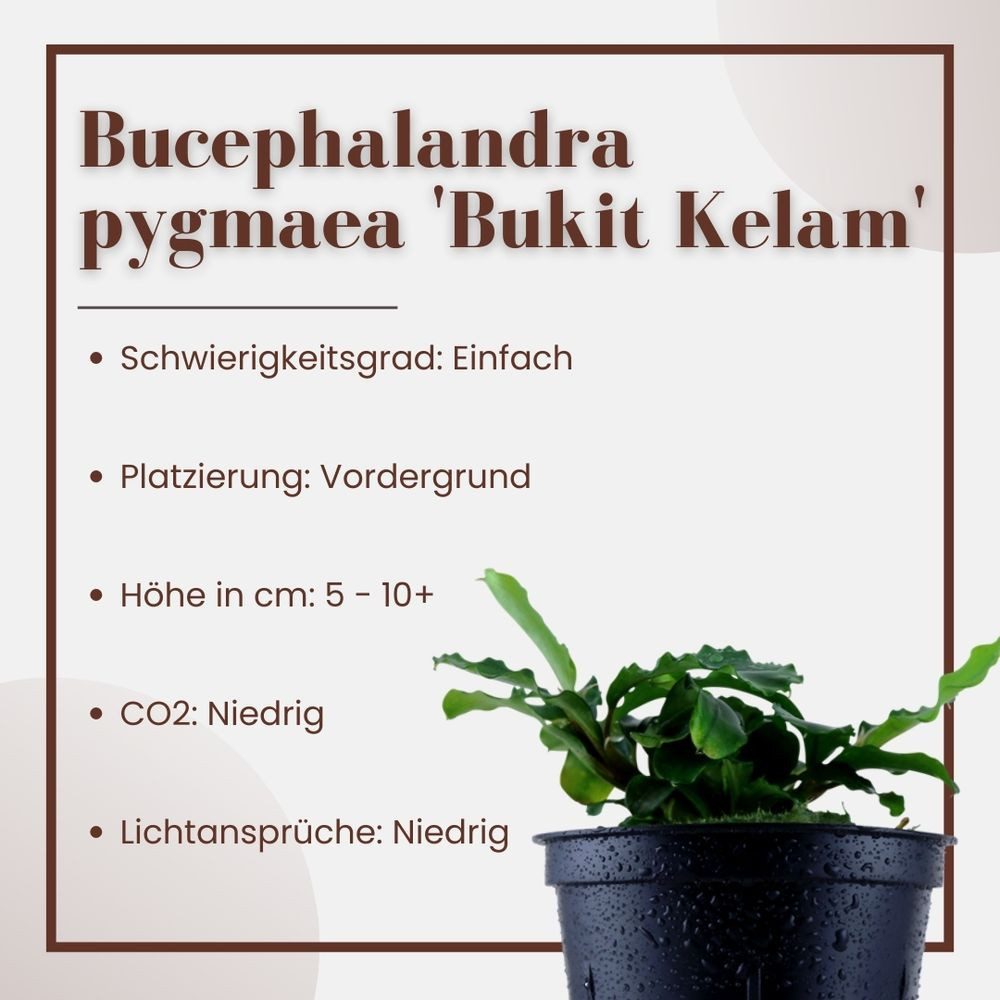 Aquaone Wasserpflanze Aquarium Pflanze Bucephalandra pygmaea 'Bukit Kelam' Nr.139 – Bild 2 von 5