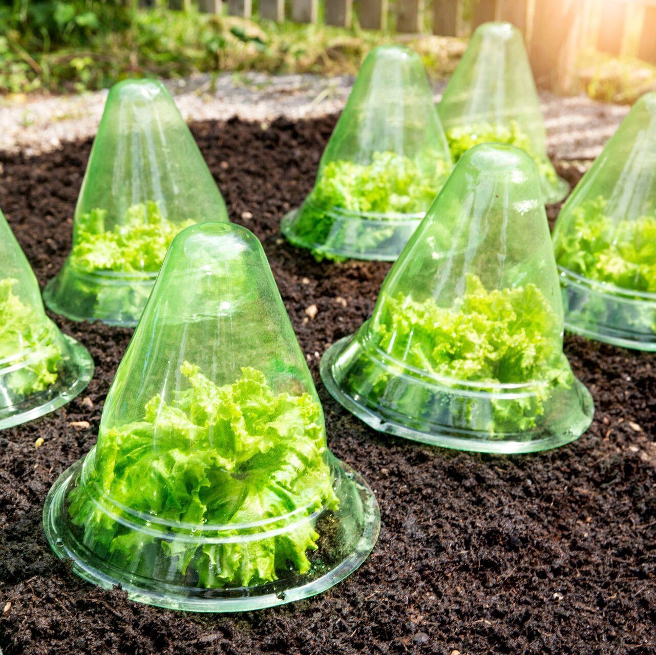 Windhager Pflanzenschutzdach Pflanzenhüte, wirksamer Schutz vor Schnecken, Vögeln, Hagel und Frost, 10 St.