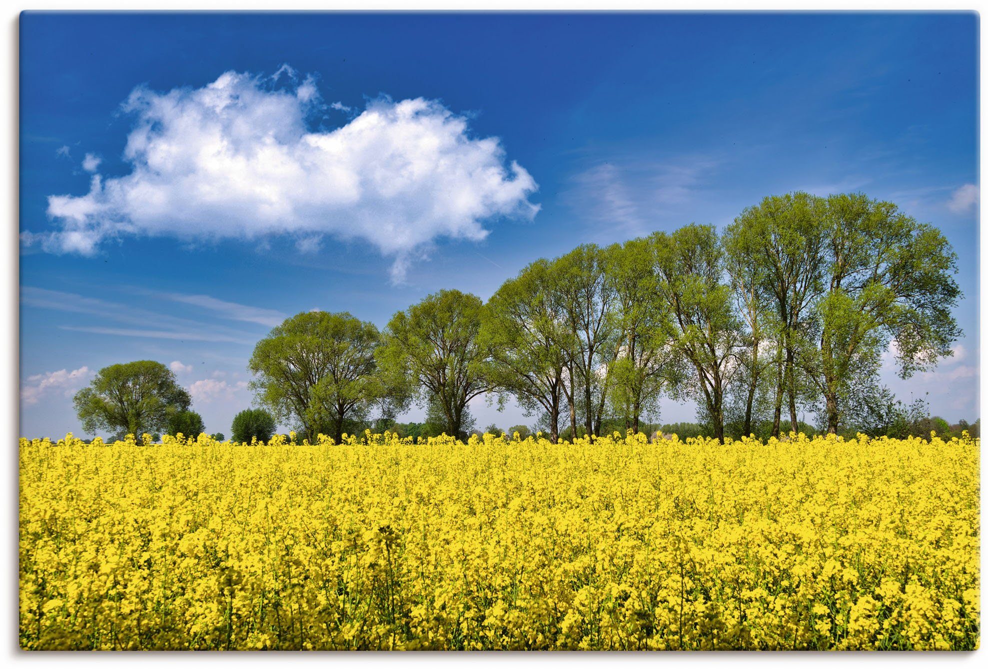 Artland Wandbild Rapsfeld im Frühling, Felder (1 St), als Alubild, Leinwandbild, Wandaufkleber oder Poster in versch. Größen