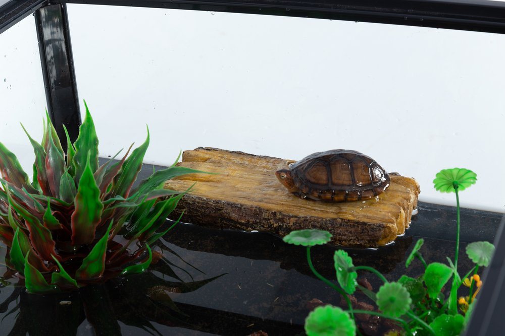 Thumbnail - ReptiZoo Terrarium ReptiZoo 2 in 1 Futterhalter und Schildkrötensitz (TB09)