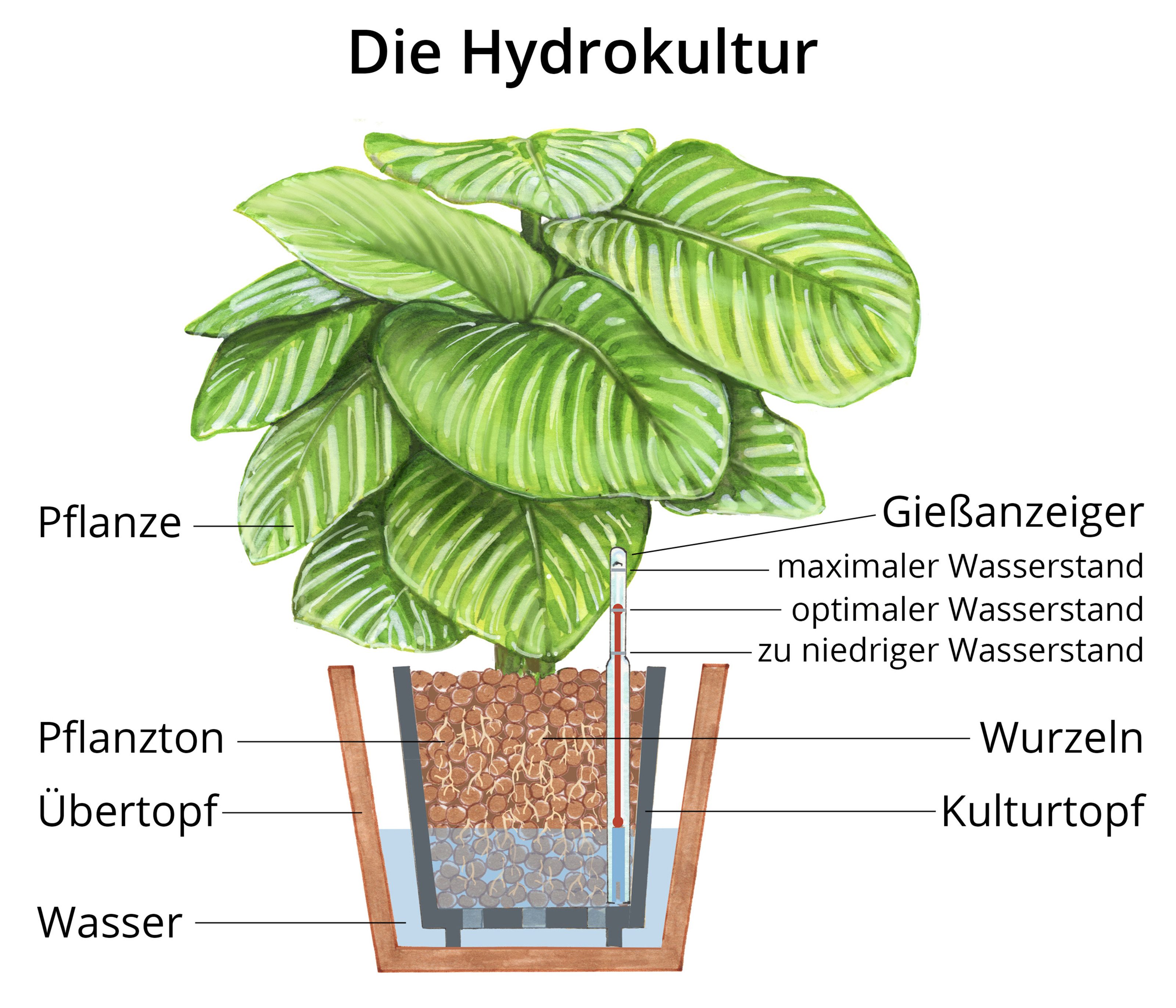 Dehner Zimmerpflanze Baumfreund, Philodendron scandens, in Hydrokultur, inkl. Wasserstandsanzeiger, fleischige, herzförmige Blätter