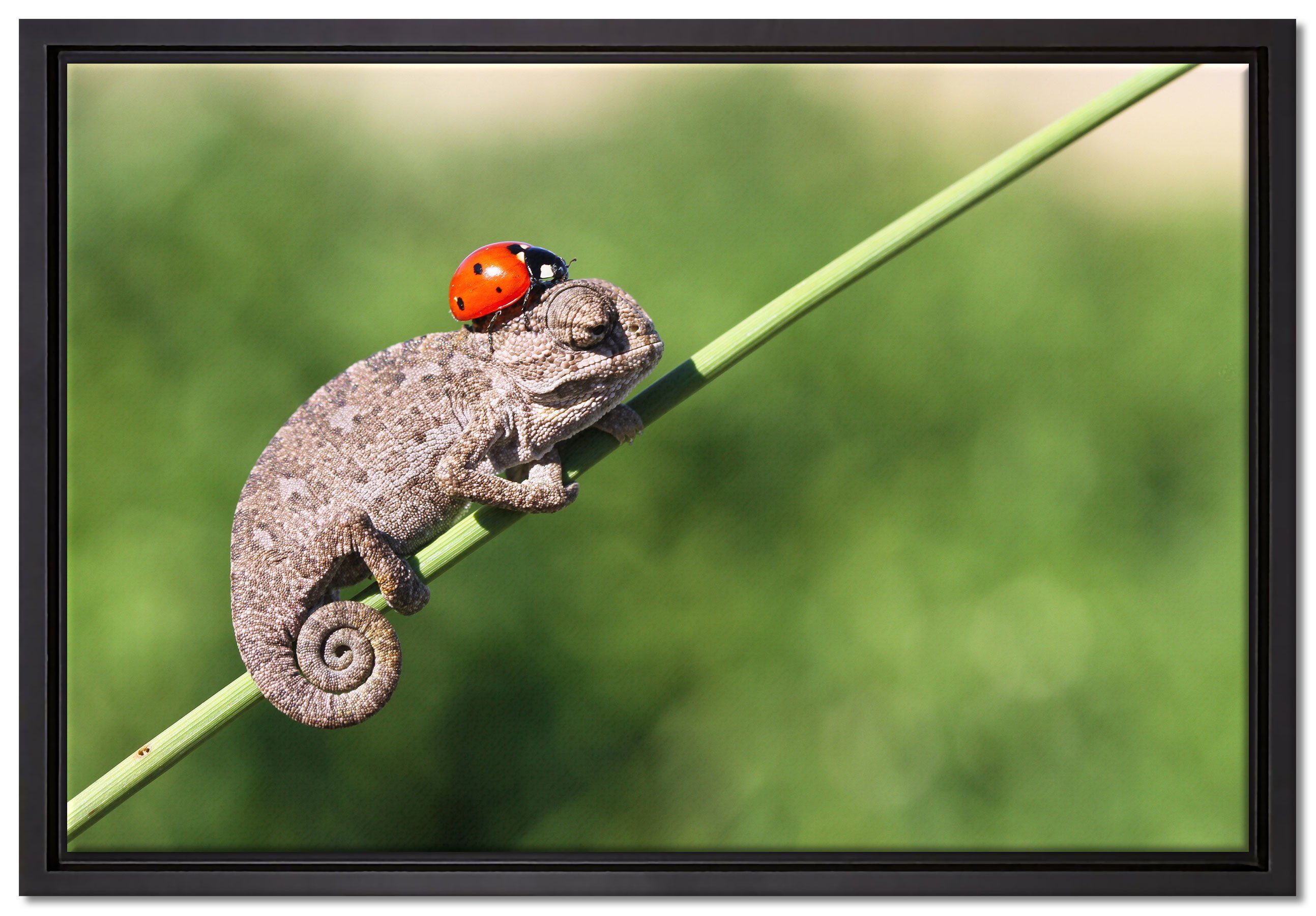 Pixxprint Leinwandbild Süßer Gecko mit einem Marienkäfer, Wanddekoration (1 St), Leinwandbild fertig bespannt, in einem Schattenfugen-Bilderrahmen gefasst, inkl. Zackenaufhänger