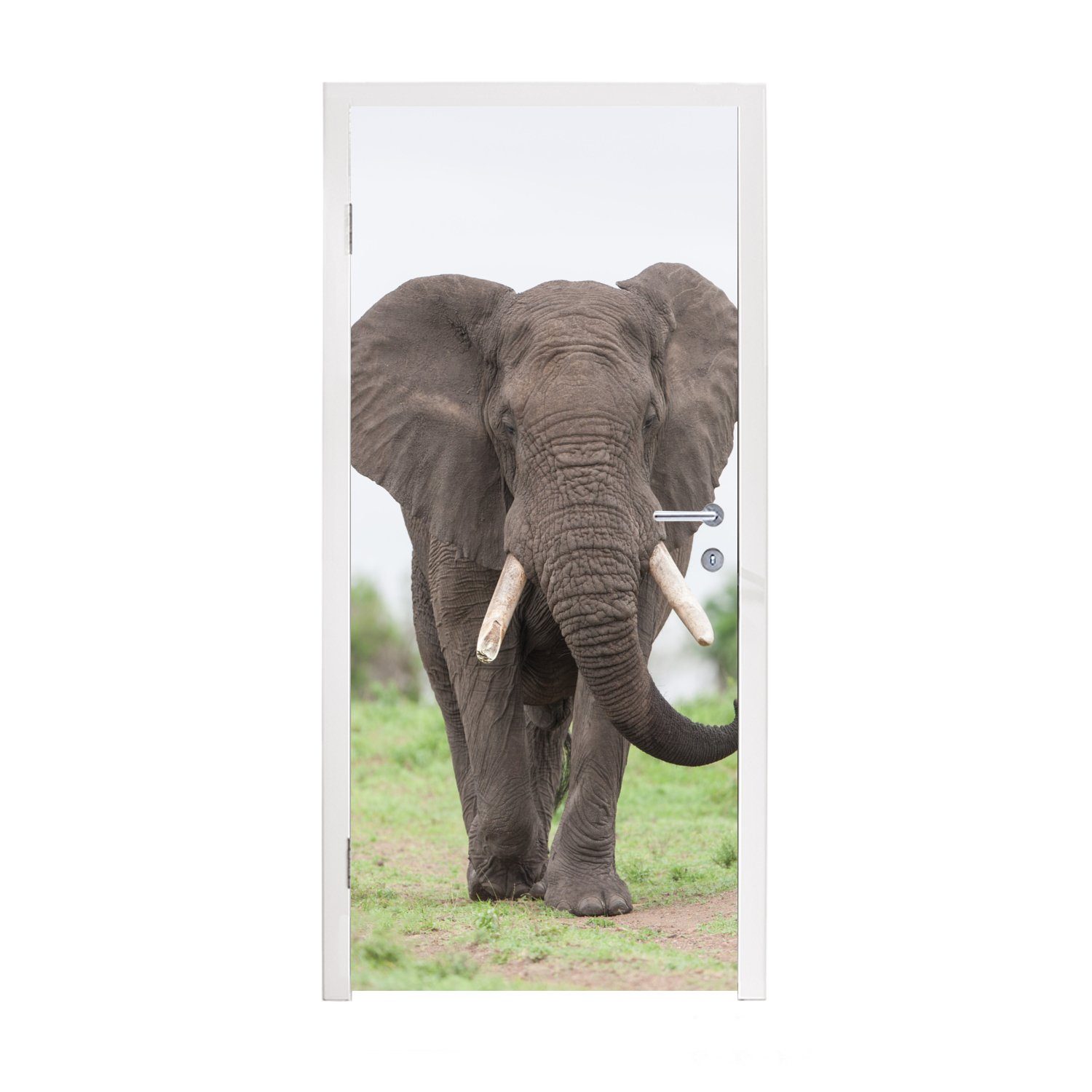 Türaufkleber, Tür, - (1 Elefant Matt, St), Tiere Fototapete MuchoWow cm Gras bedruckt, - für Natur, 75x205 - Türtapete