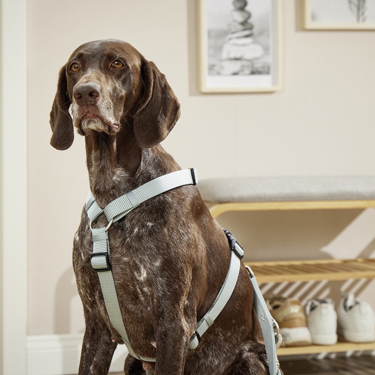 Wolters Hunde-Geschirr Geschirr Professional salbei grün günstig online kaufen