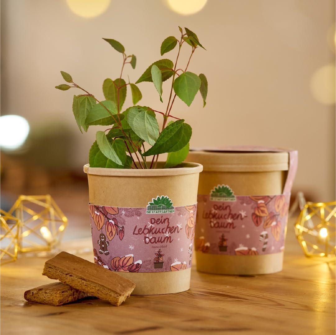 Thumbnail - Die Stadtgärtner Anzuchttopf Lebkuchenbaum Anzuchtset von "Die Stadtgärtner", Geschenkidee (1 St)