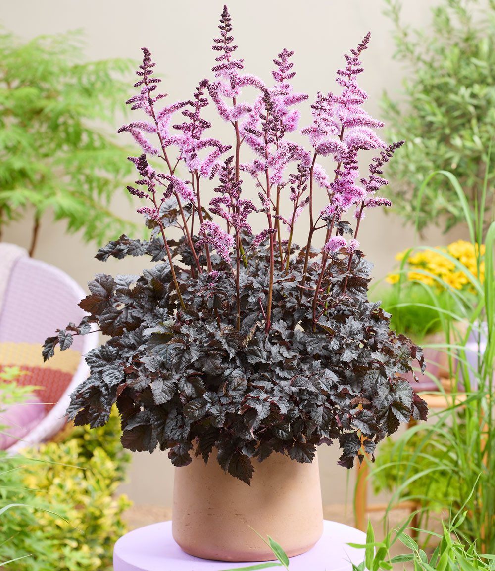 BALDUR Garten Staude Astilbe 'Dark Side of the Moon®', 1 St., Prachtspiere, winterhart, mehrjährig, pflegeleicht