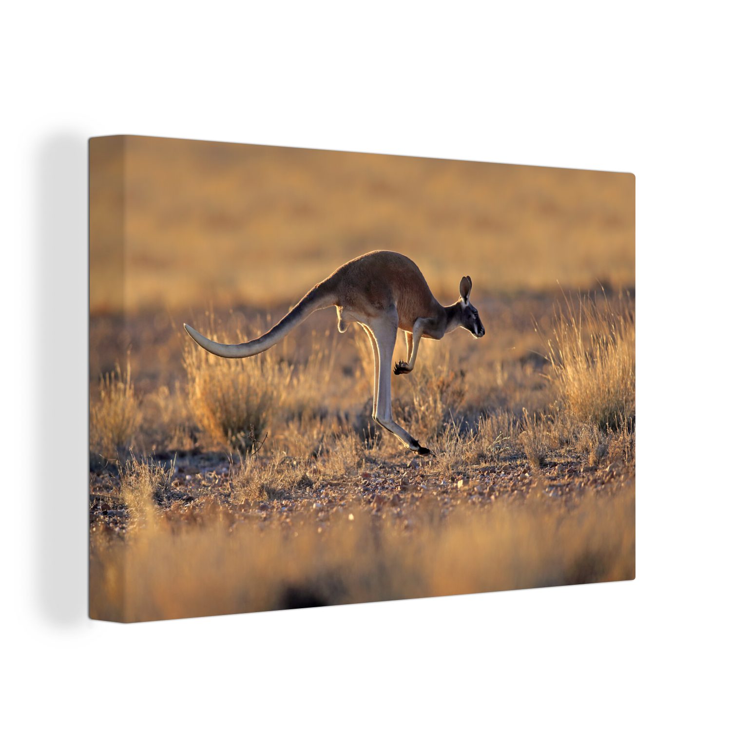 OneMillionCanvasses® Leinwandbild Känguru - Sonne - Gras, (1 St), Wandbild Leinwandbilder, Aufhängefertig, Wanddeko, 30x20 cm
