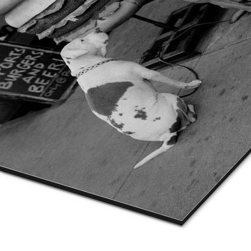 Posterlounge Alu-Dibond-Druck Bernd Obermann, Hunde vor einem Burger Laden, East Village New York, Fotografie