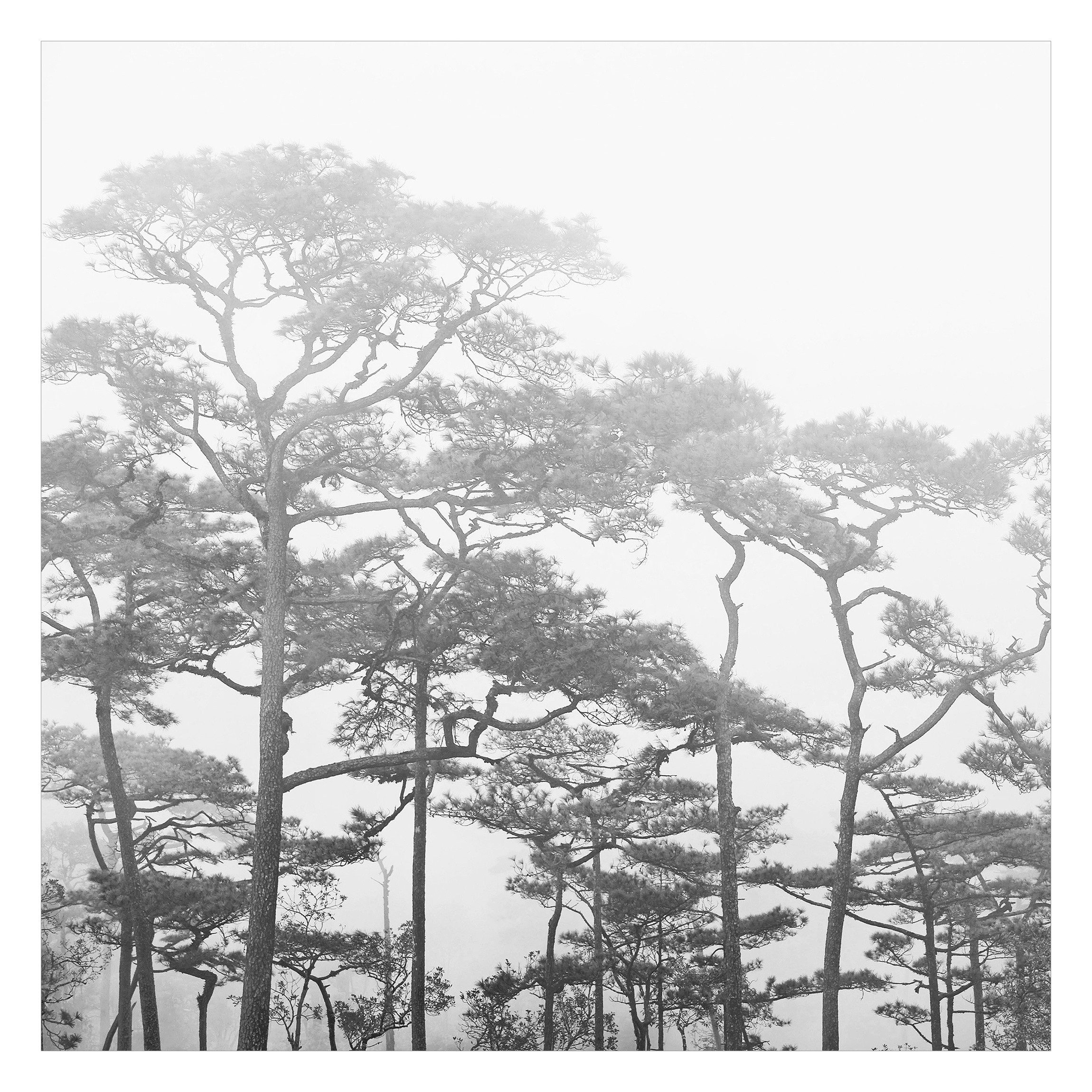 Bilderdepot24 Fototapete Wald Baumkronen Nebel Schwarz Weiß Natur Landschaft Waldtapete Bäume, Glatt, Matt, (Vliestapete inkl. Kleister oder selbstklebend), Wohnzimmer Schlafzimmer Küche Flur Motivtapete Vliestapete Wandtapete. € 19,99, (€ 19,99 pro 1 Stk).