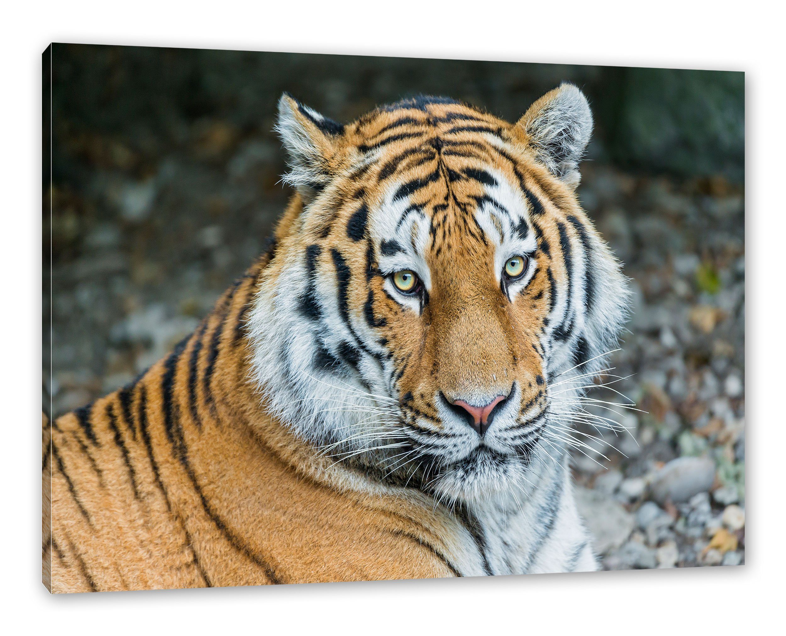 Pixxprint Tiger, (1 Zackenaufhänger St), Leinwandbild inkl. prächtiger prächtiger Leinwandbild Tiger fertig bespannt,