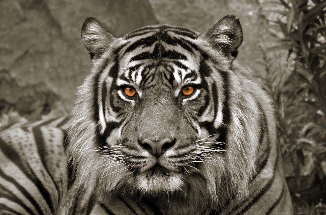 Bönninghoff Leinwandbild Leinwandbild Tiger sepia