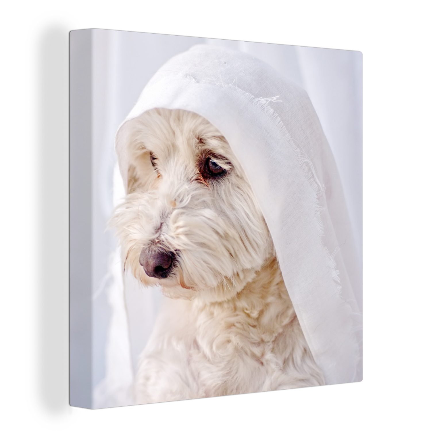 OneMillionCanvasses® Leinwandbild Ein weißer Malteserhund schaut aus dem Fenster, (1 St), Leinwand Bilder für Wohnzimmer Schlafzimmer