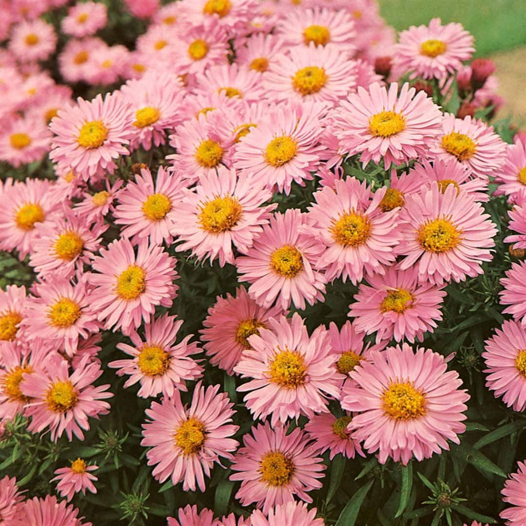 Pflanzen für Dich Staude Aster dumosus 'Alice Haslam', 1 St., Kissen-Aster, Herbstaster – Bild 3 von 3