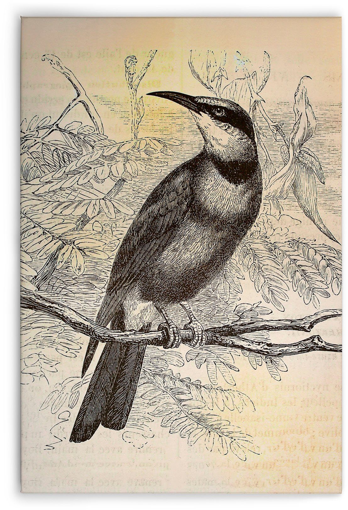 Bild schwarz, gelb, Vogel birds, Leinwandbild (1 St), Keilrahmen vintage Création grau A.S.