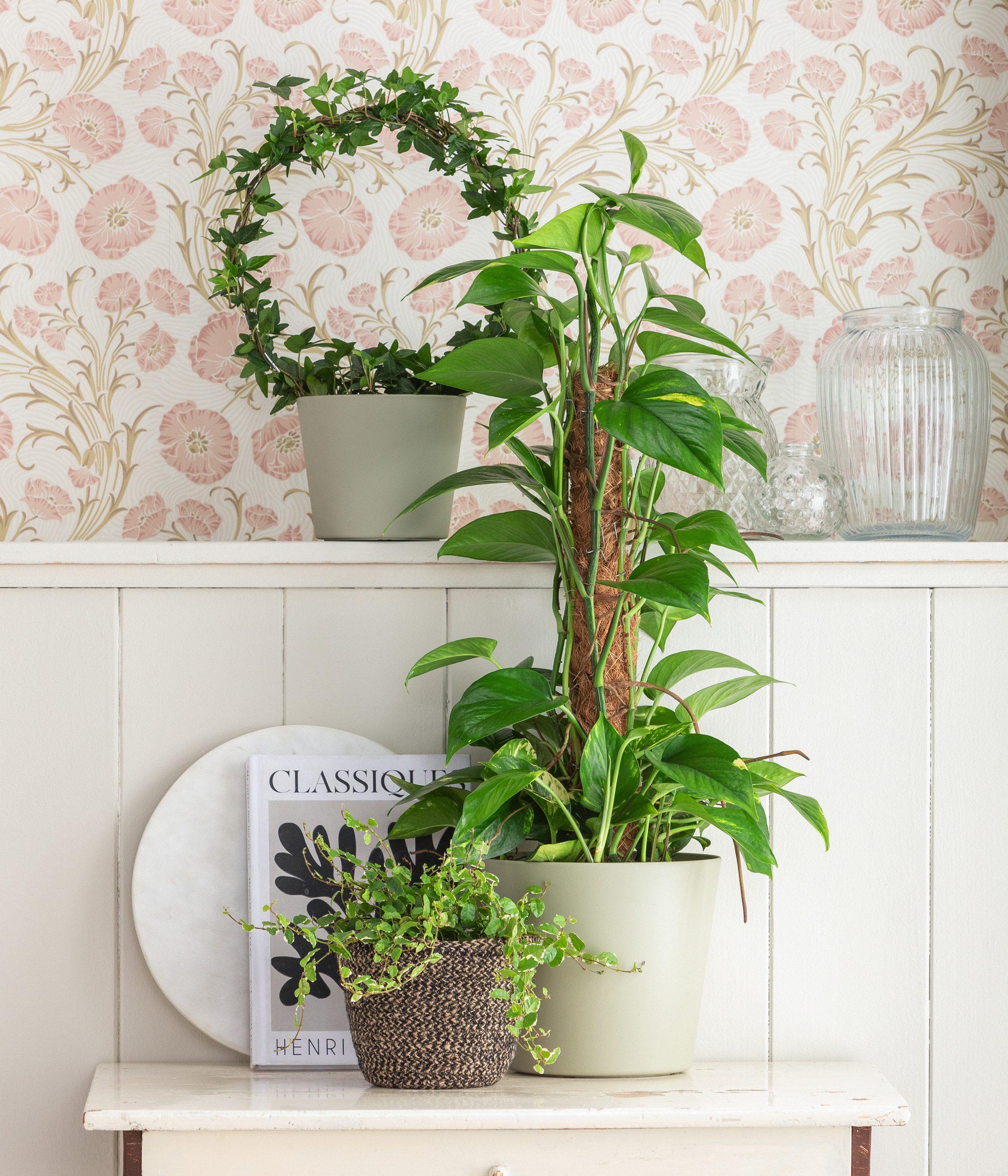 Dehner Zimmerpflanze Efeutute, Epipremnum aureum, an Moosstab gebunden, immergrüne Kletterpflanze mit Luftwurzeln und gefleckten Blättern