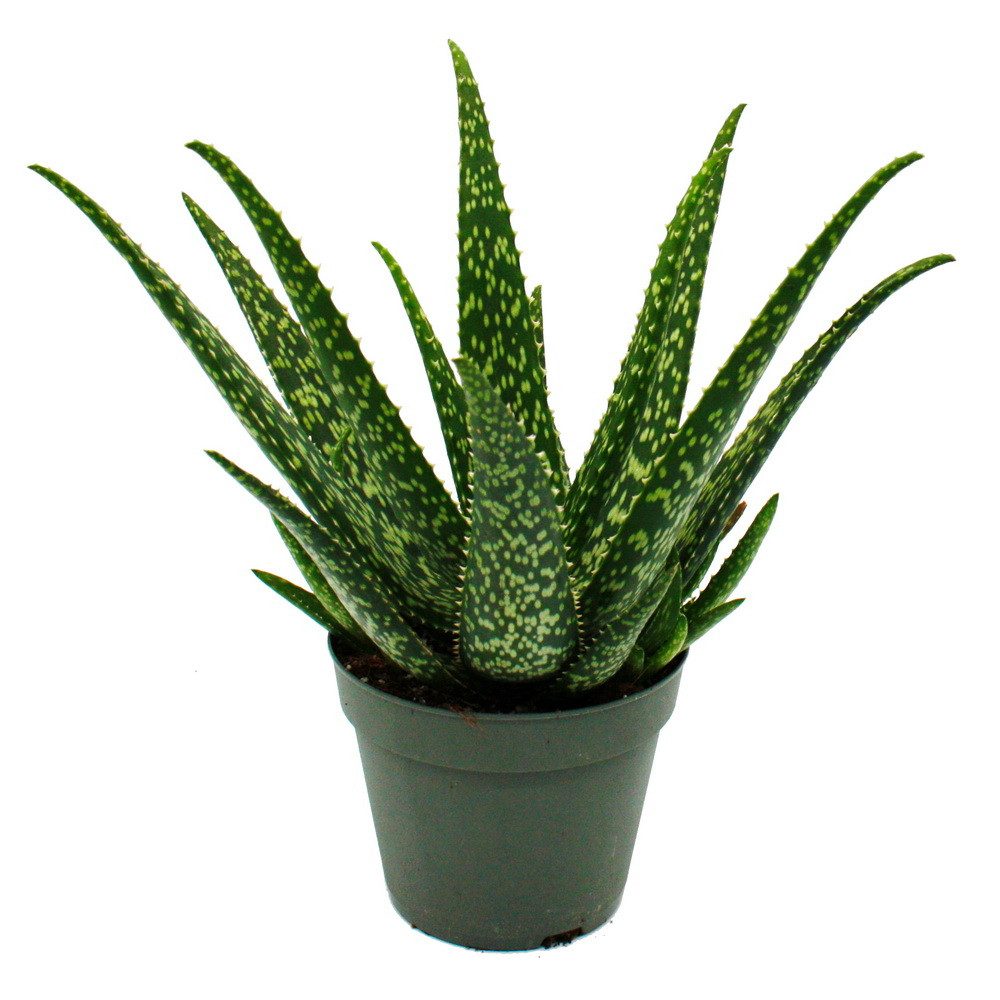 Exotenherz Sukkulente Aloe MEDIVERA - Neue Aloe vera Züchtung - 14cm Topf - günstig online kaufen