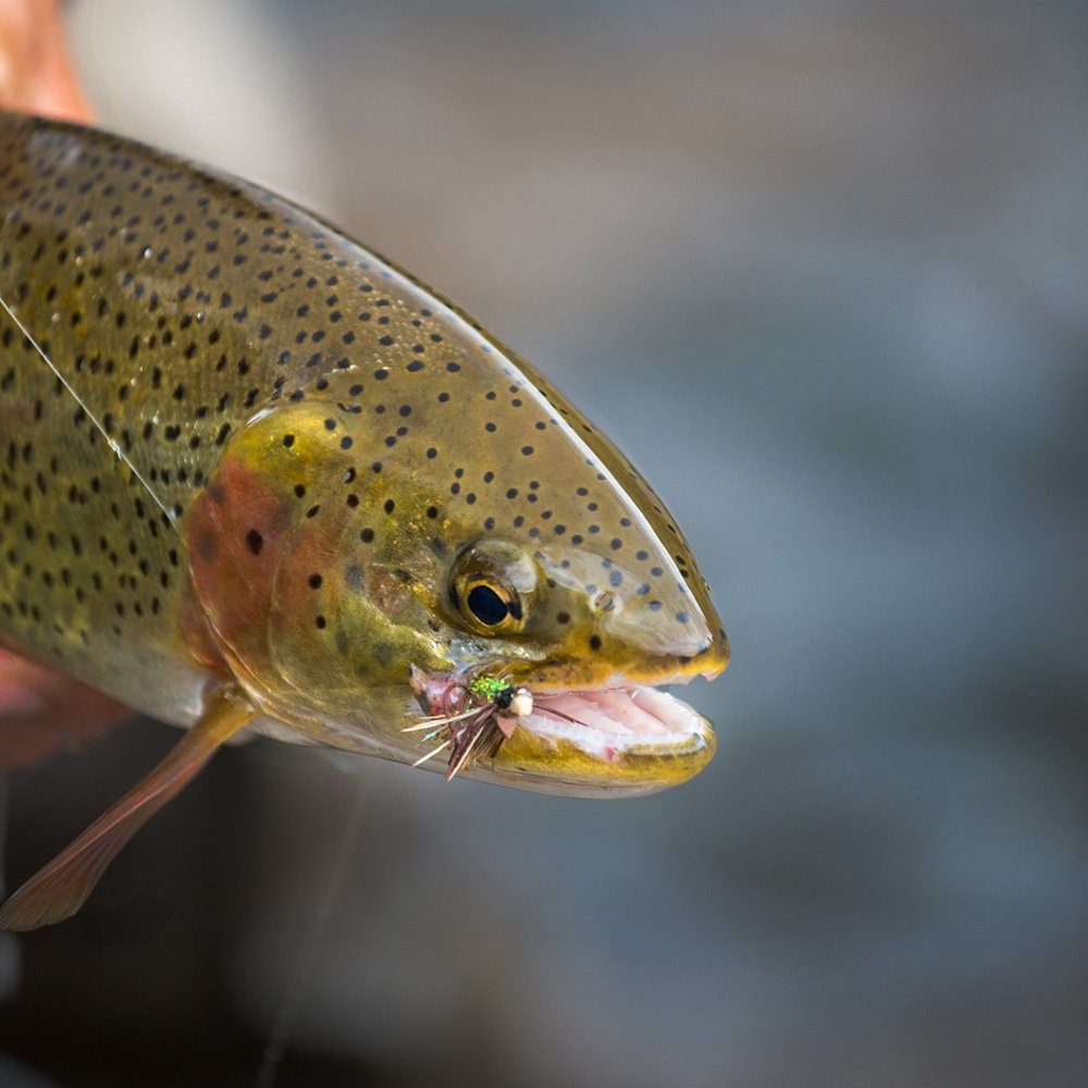 Croch Fliegenhaken Fliegen, (100-St), Angel Imitate Kunstköder Saibling mit wasserdichte Box