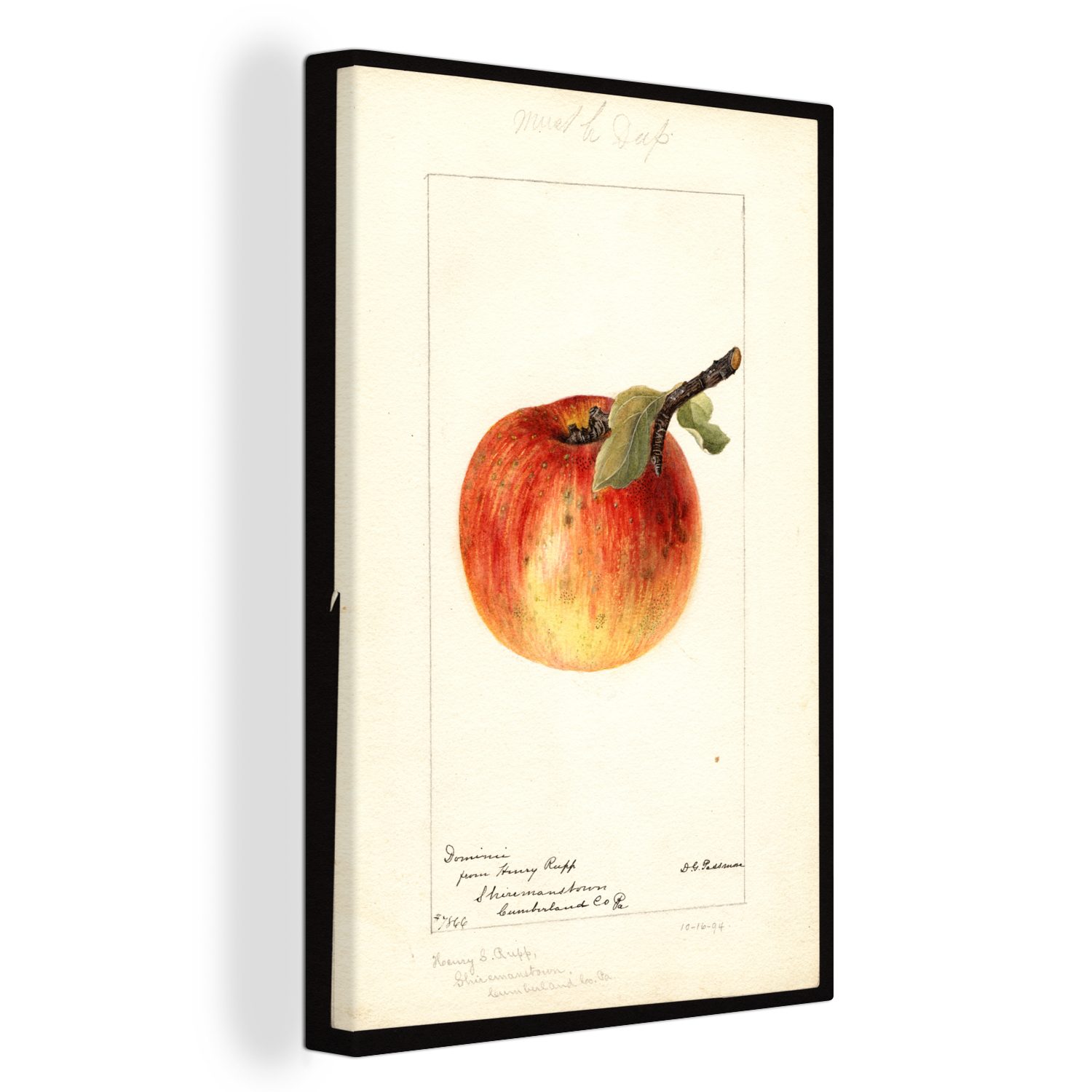 20x30 OneMillionCanvasses® Passmore, Deborah Leinwandbild Griscom Zackenaufhänger, Gemälde, (1 Domestica: bespannt Malus inkl. von St), cm Gemälde Dominie fertig Leinwandbild -