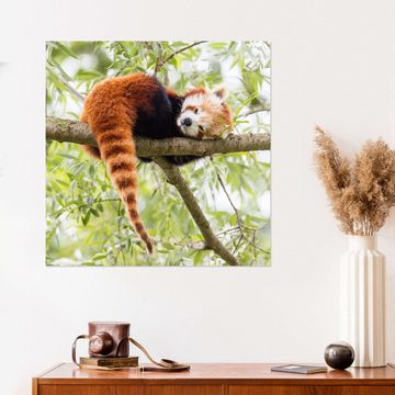 Posterlounge Wandfolie Editors Choice, Roter Panda ruht in einem Baum, Fotografie
