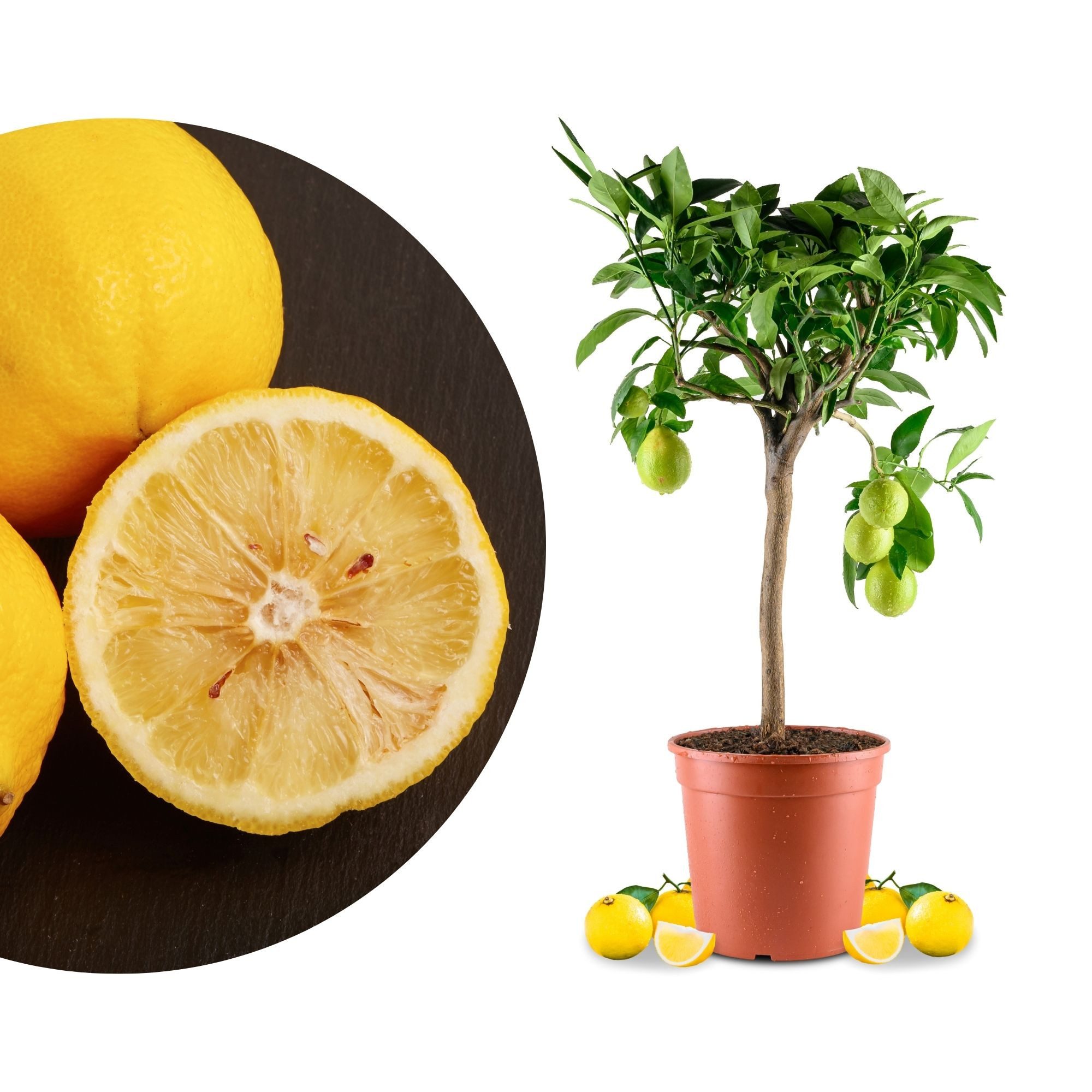 Meine Orangerie Obstpflanze Bergamotte - Citrus bergamia - Bergamotto, echte Bergamotte, professionell veredelter und fruchtreifer Zitrusbaum