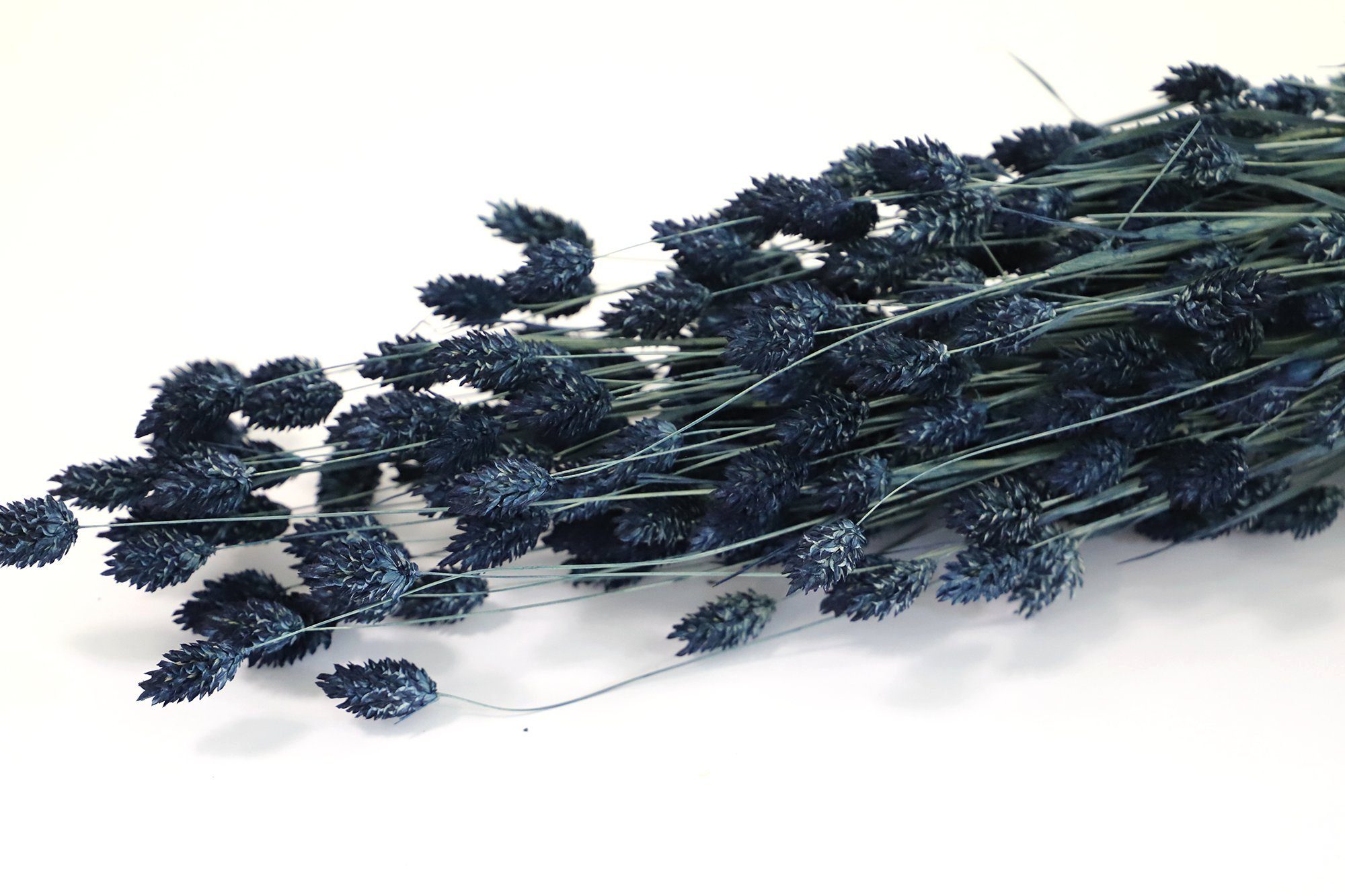 Trockenblume Phalaris Getrocknet in verschiedenen Farben - Blau, Kunstharz.Art | Trockenblumen