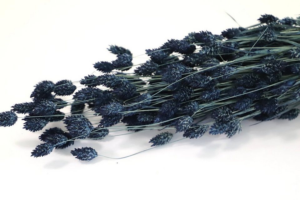 Trockenblume Phalaris Getrocknet in verschiedenen Farben - Blau,