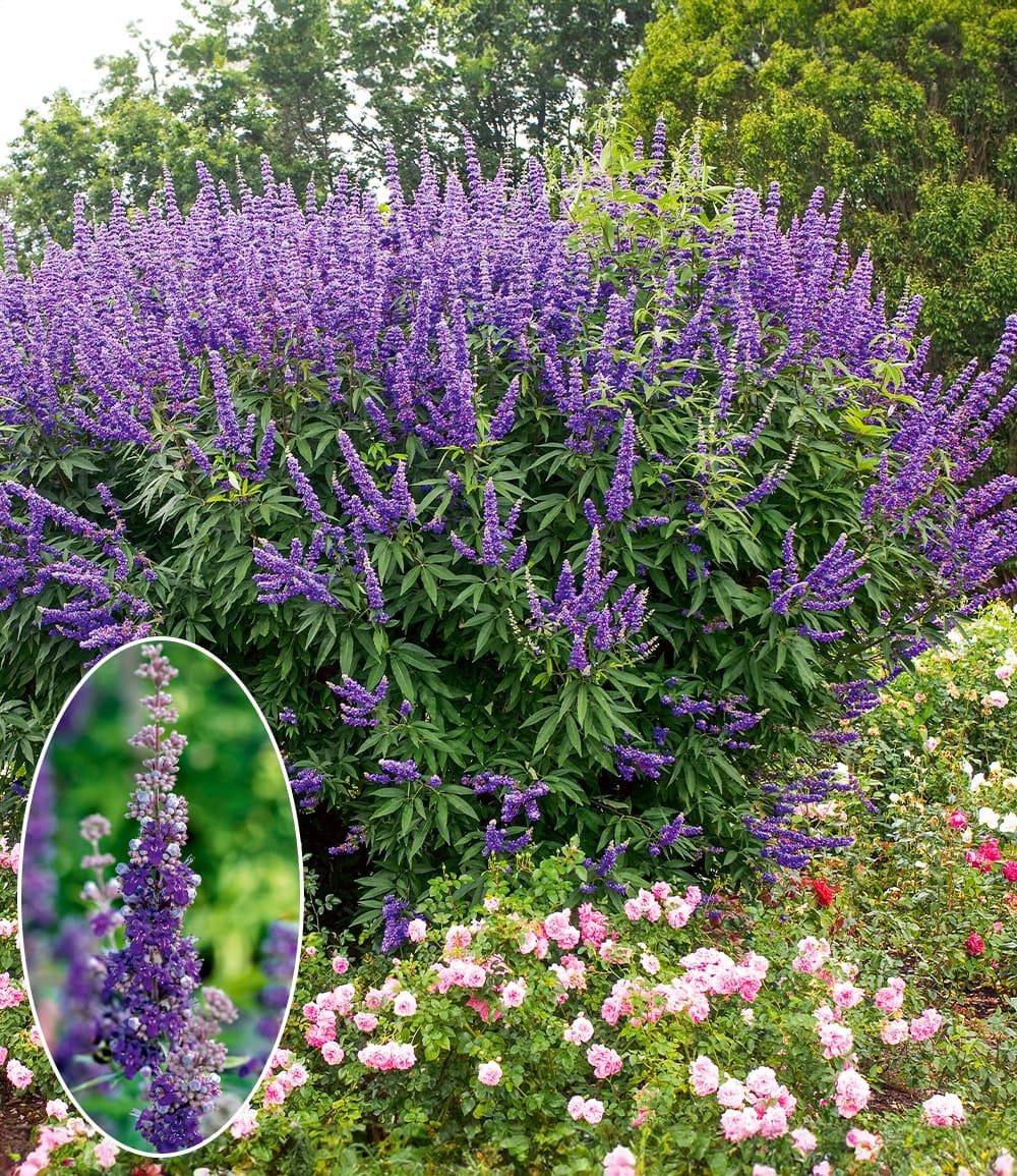 BALDUR Garten Zierstrauch Mönchspfeffer 'Queen Bee®', 2 St., Sommerflieder,winterhart, lange Blütezeit, pflegeleicht