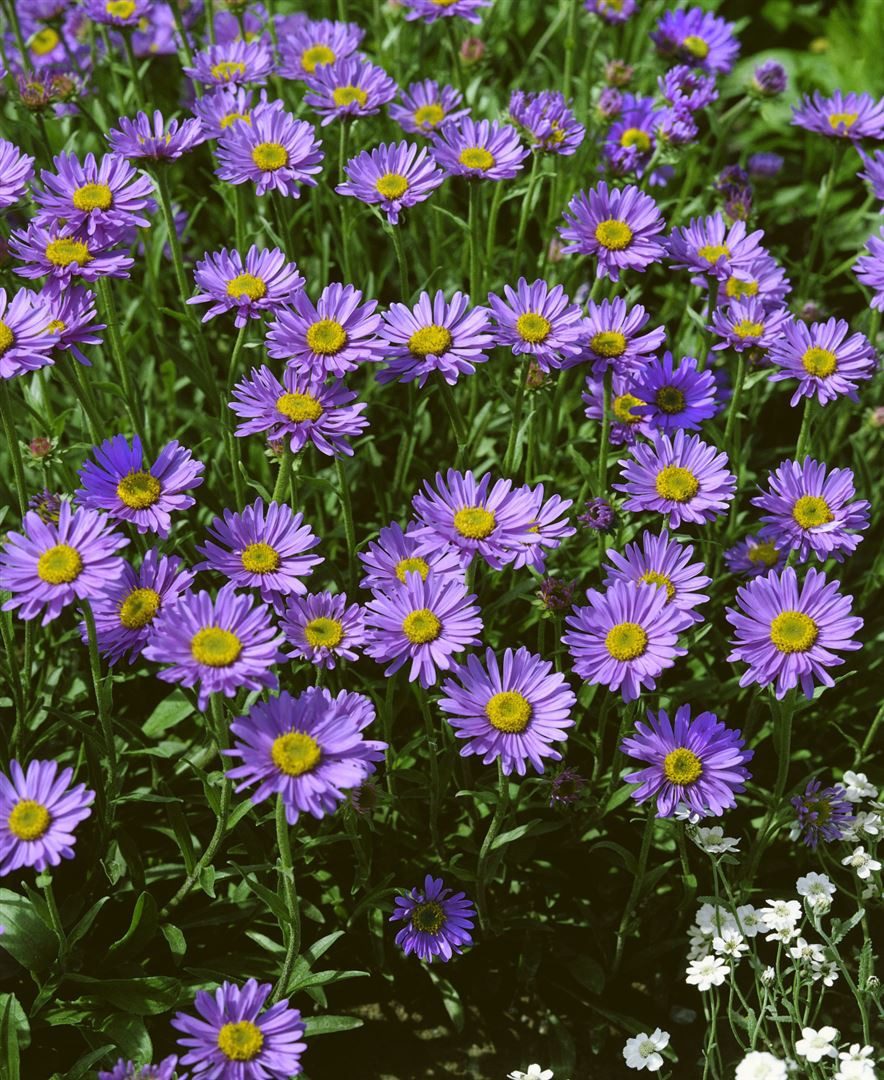 Pflanzen für Dich Staude Aster turbinellus, 1 St., Turbinaster, Glattblatt-Aster