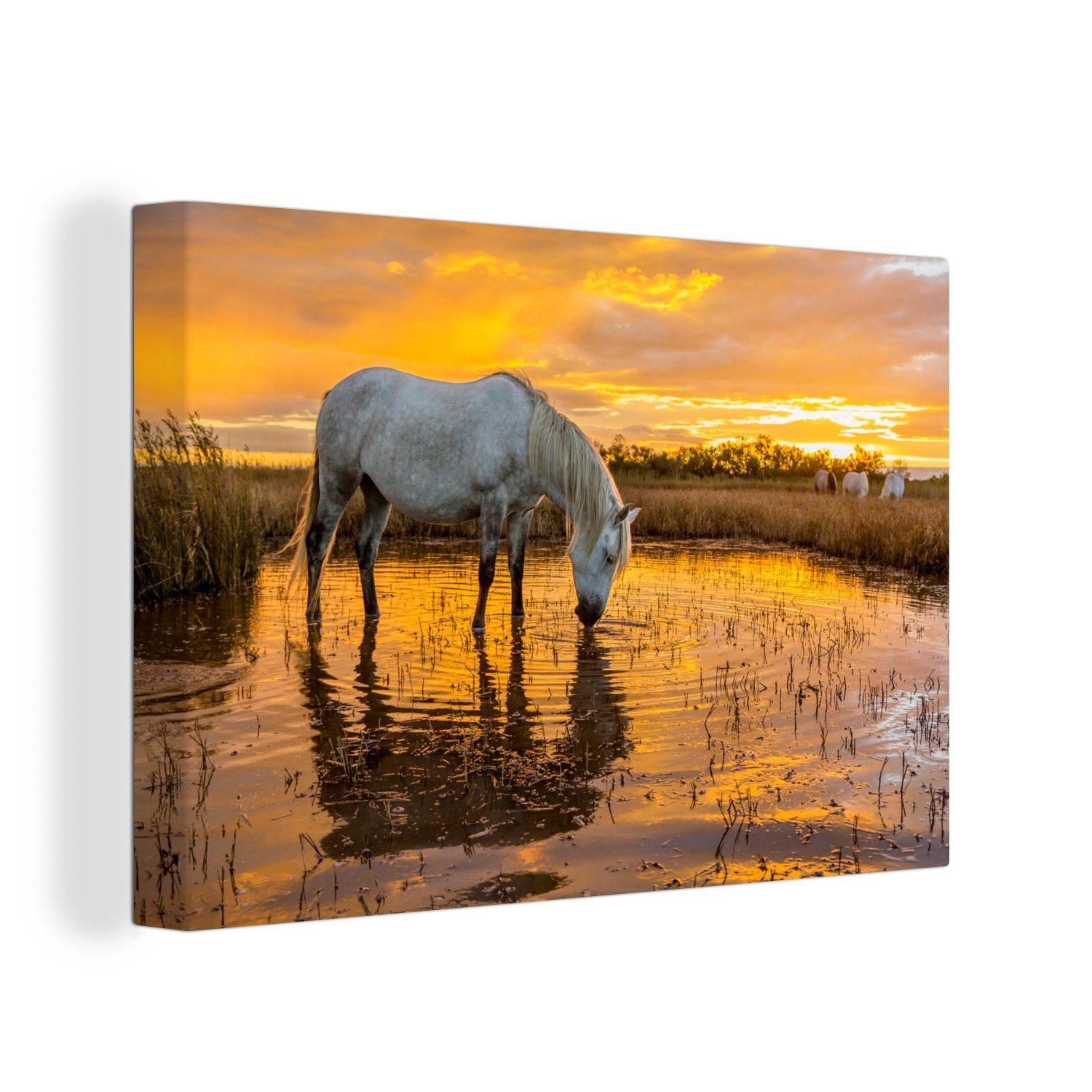 OneMillionCanvasses® Leinwandbild Pferde trinken bei Sonnenuntergang günstig online kaufen